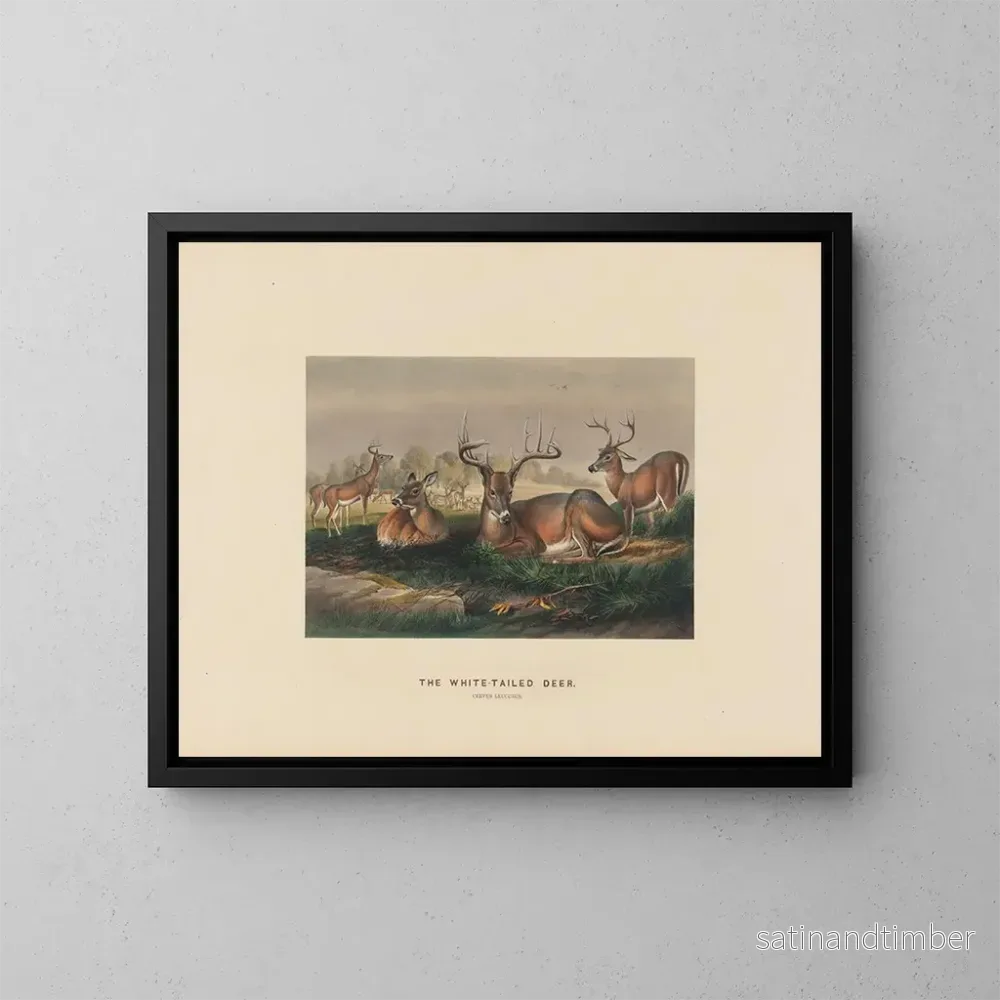 Reproduktion av målningen Le cerf à queue blanche - Joseph Wolf