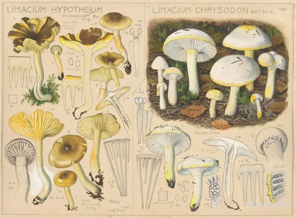 Reproduktion av målningen Limacium hypothejum Limacium chrysodon - Hans Baldung - Bild 2