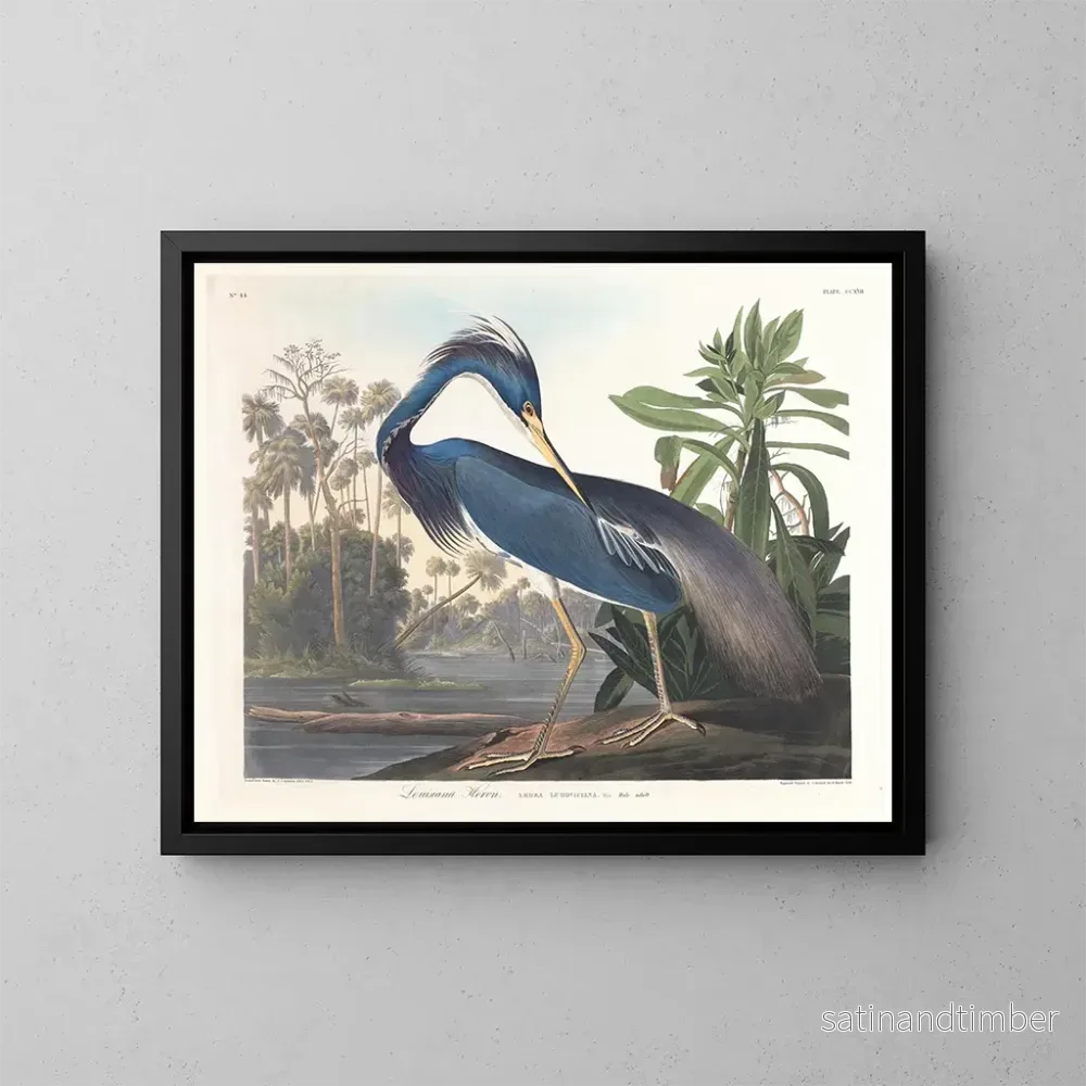 Reproduktion av målningen Héron de Louisiane - John James Audubon