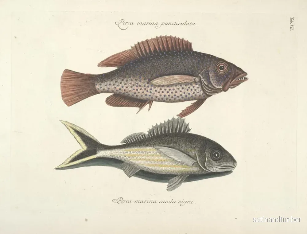 Reproduktion Bilder av fisk, ormar, insekter – Mark Catesby — plansch 007 - Bild 2