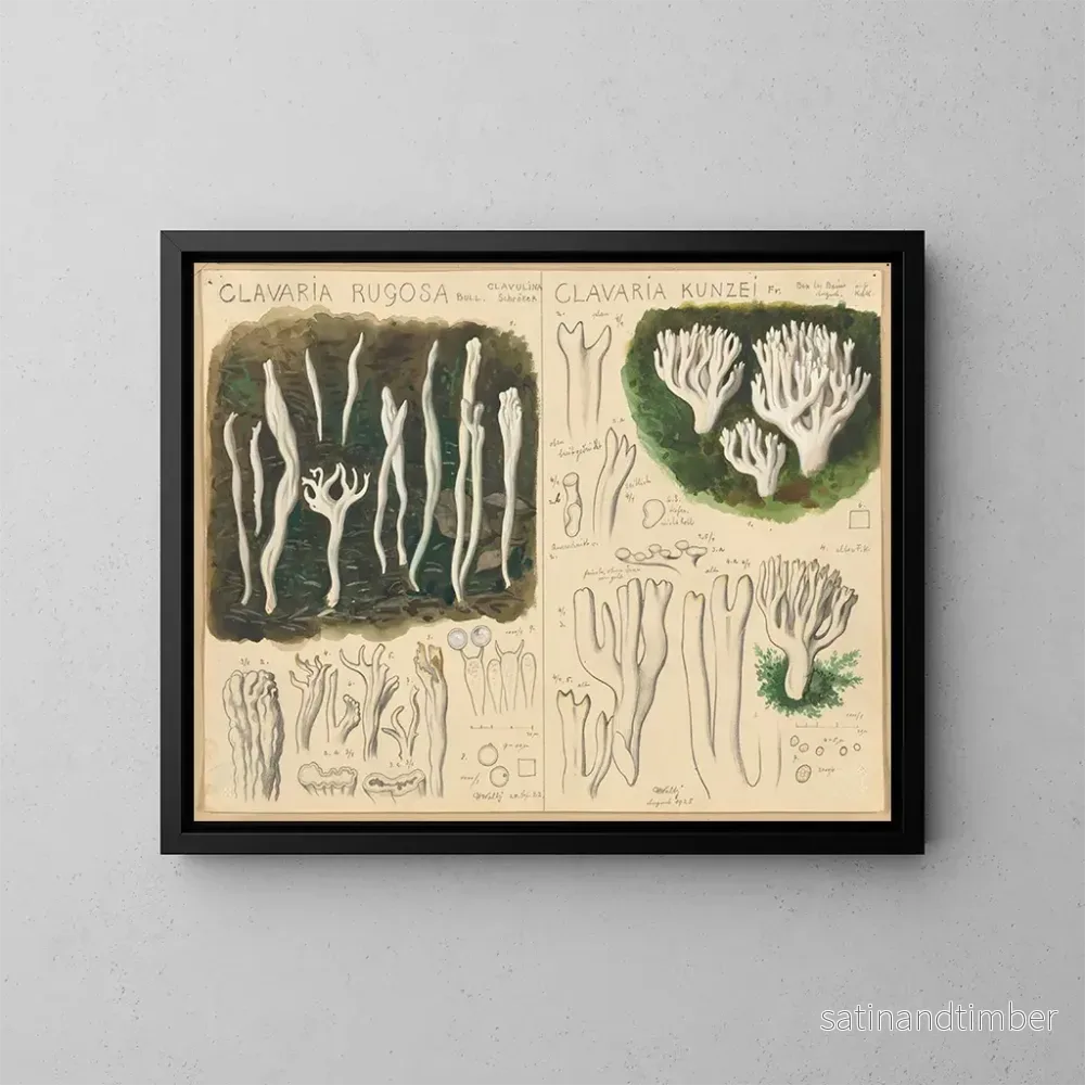 Reproduktion av målningen Clavaria rugosa och Clavaria kunzei - Hans Baldung