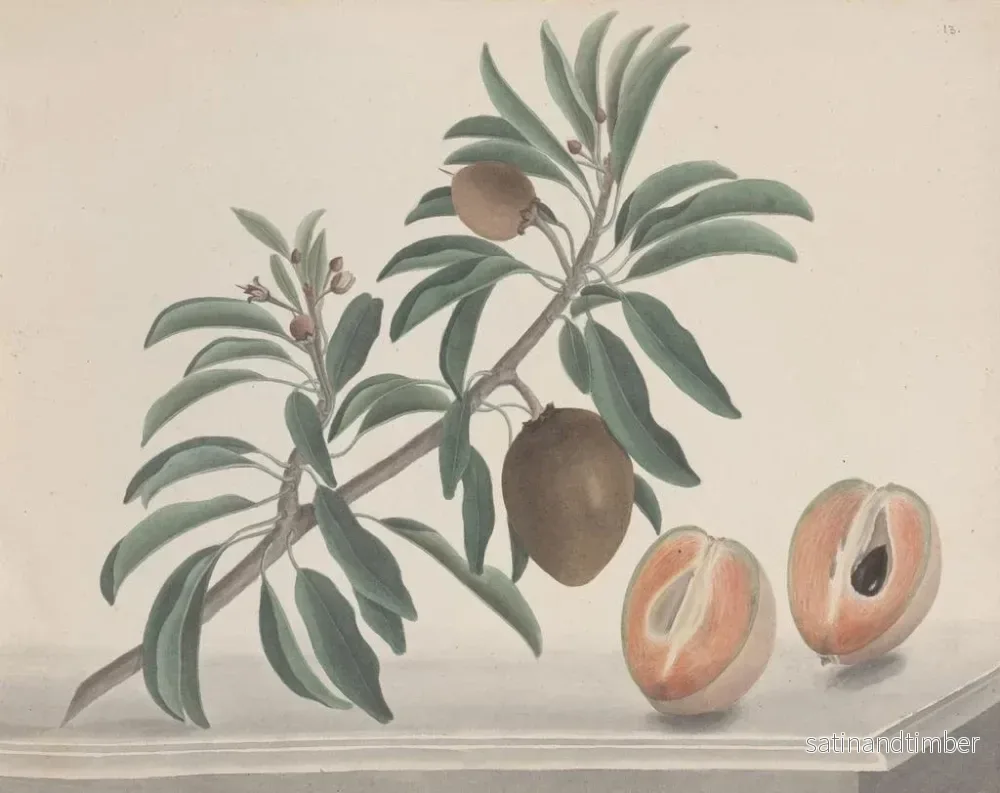 Reproduktion av målningen Histoire naturelle de Saint-Domingue Pl144 - René de Rabi - Bild 2