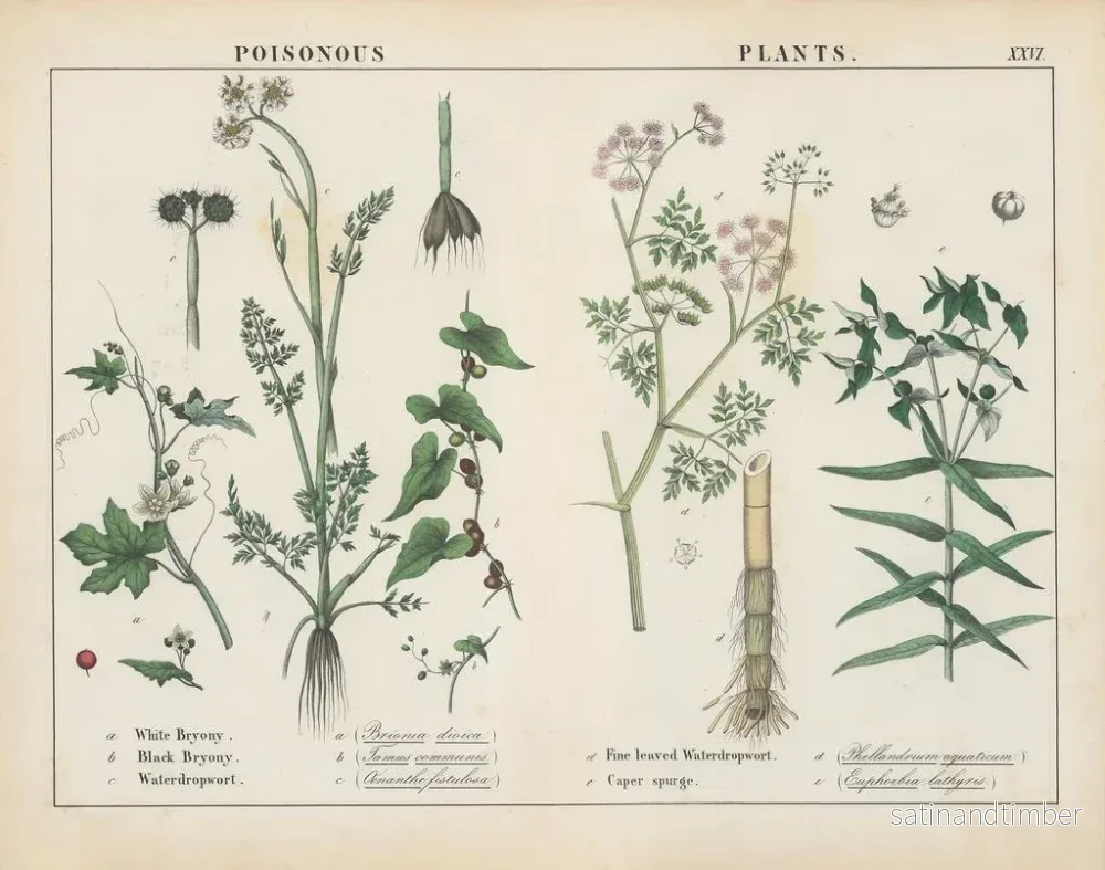 Reproduktion av målningen av giftiga växter: Bryony, vattennejlika, kapereuphorbia - Charlotte Mary Yonge - Bild 2