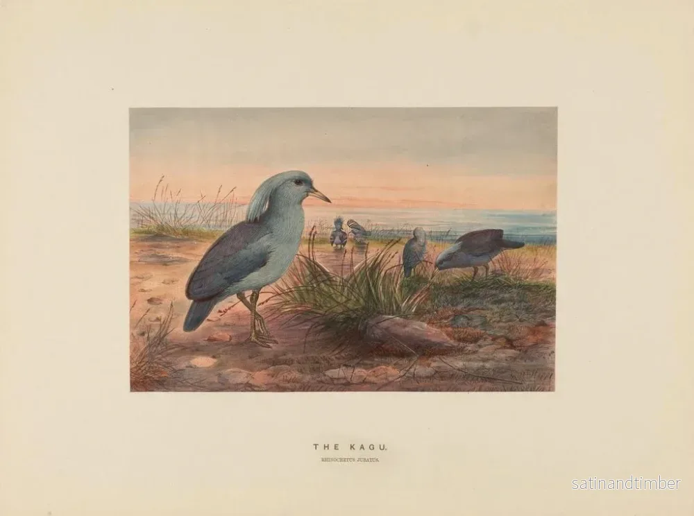 Reproduktion av målningen Le Kagu - Joseph Wolf - Bild 2