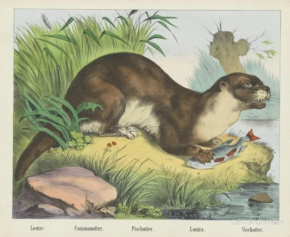 Reproduktion av målningen Loutre de rivière - Joseph Scholz - Bild 2