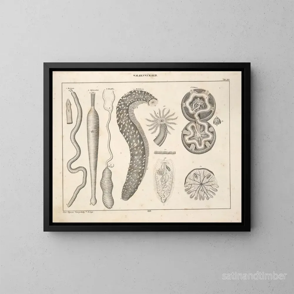 Reproduktion av målningen Illustrationer av den allmänna naturhistorien av Oken för alla tillstånd Pl076 - Lorenz Oken