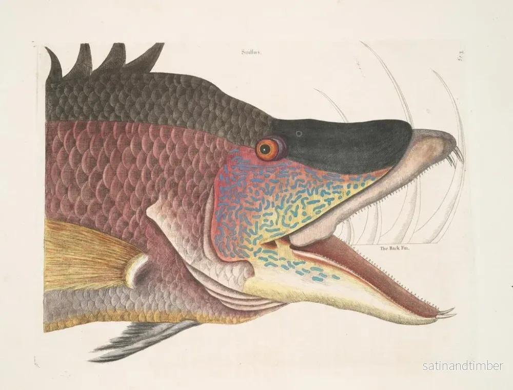 Reproduktion av målningen Le grand poisson-hogfish - Mark Catesby - Bild 2