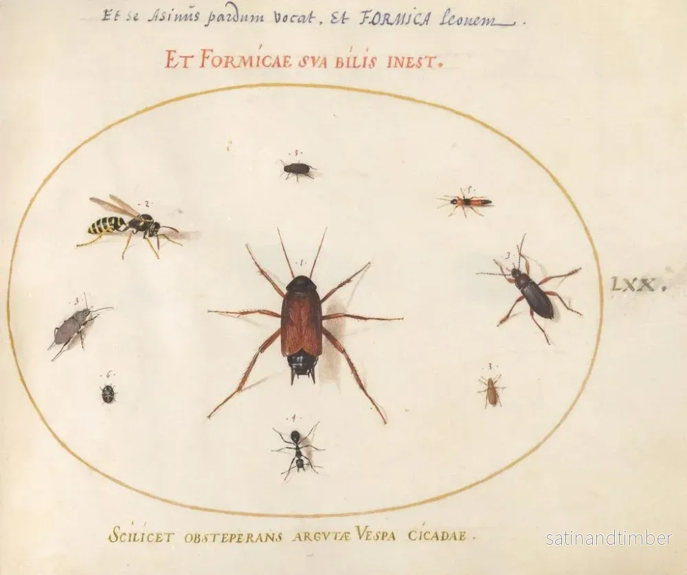 Reproduktion av målningen Planche 70: En gädda omgiven av insekter - Joris Hoefnagel - Bild 2