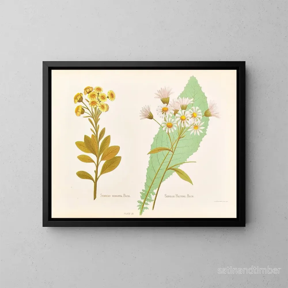 Reproduktion av målningen Senecio robuste Senecio Hectori - Georgina Burne Hetley