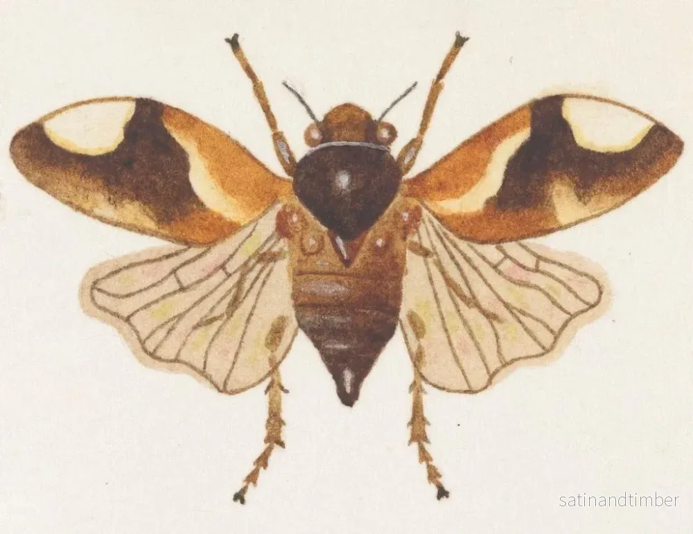 Reproduktion av målningen akvarell av entomologi Pl075 - George Hudson - Bild 2