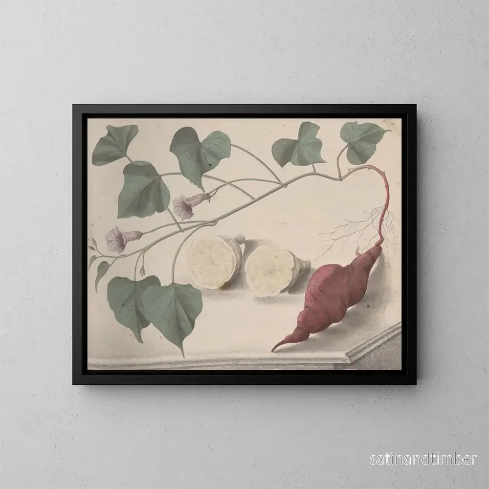 Reproduktion av målningen Histoire naturelle de Saint-Domingue Pl149 - René de Rabi