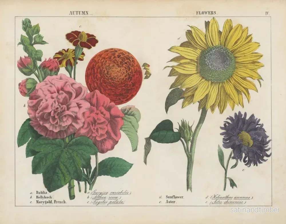 Reproduktion av målningen av Höstblommor - Charlotte Mary Yonge - Bild 2