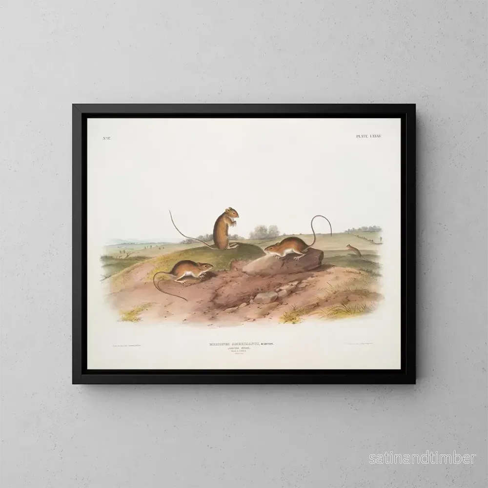 Reproduktion av målningen av amerikanska hoppande musar, hanar och honor i naturlig storlek - John Woodhouse Audubon