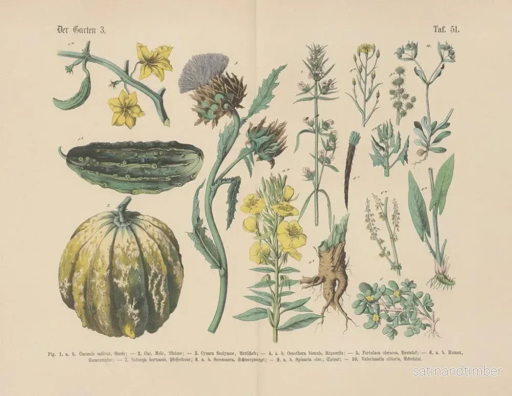 Reproduktion av målningen Manuel de botanique pratique en mots et en images Pl51 - Carl Hoffmann - Bild 2