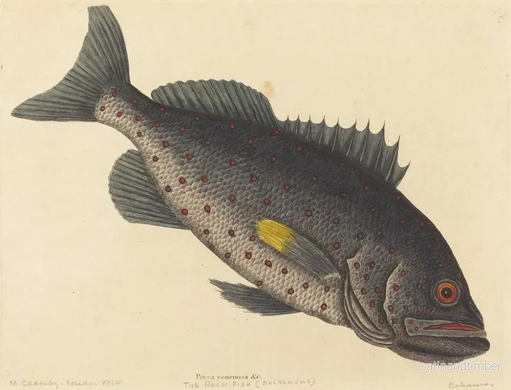 Reproduktion av målningen Le poisson-perche vénéneux - Mark Catesby - Bild 2