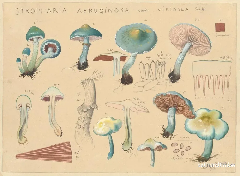 Reproduktion av målningen Stropharia aeruginosa var. viridula - Hans Baldung - Bild 2