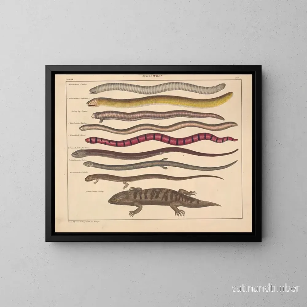 Reproduktion av målningen Illustrationer av den allmänna naturhistorien av Oken för alla tillstånd Pl110 - Lorenz Oken