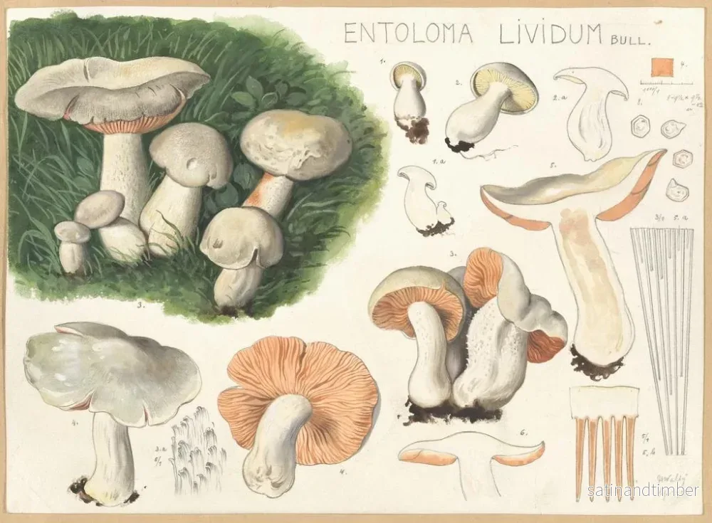 Reproduktion av målningen Entolome livide - Hans Baldung - Bild 2