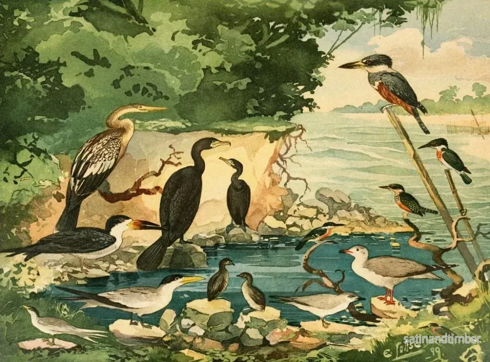 Reproduktion av målningen Carar Mergulhes Gaivotas Trintaris Arirambas - Emil August Göldi - Bild 2