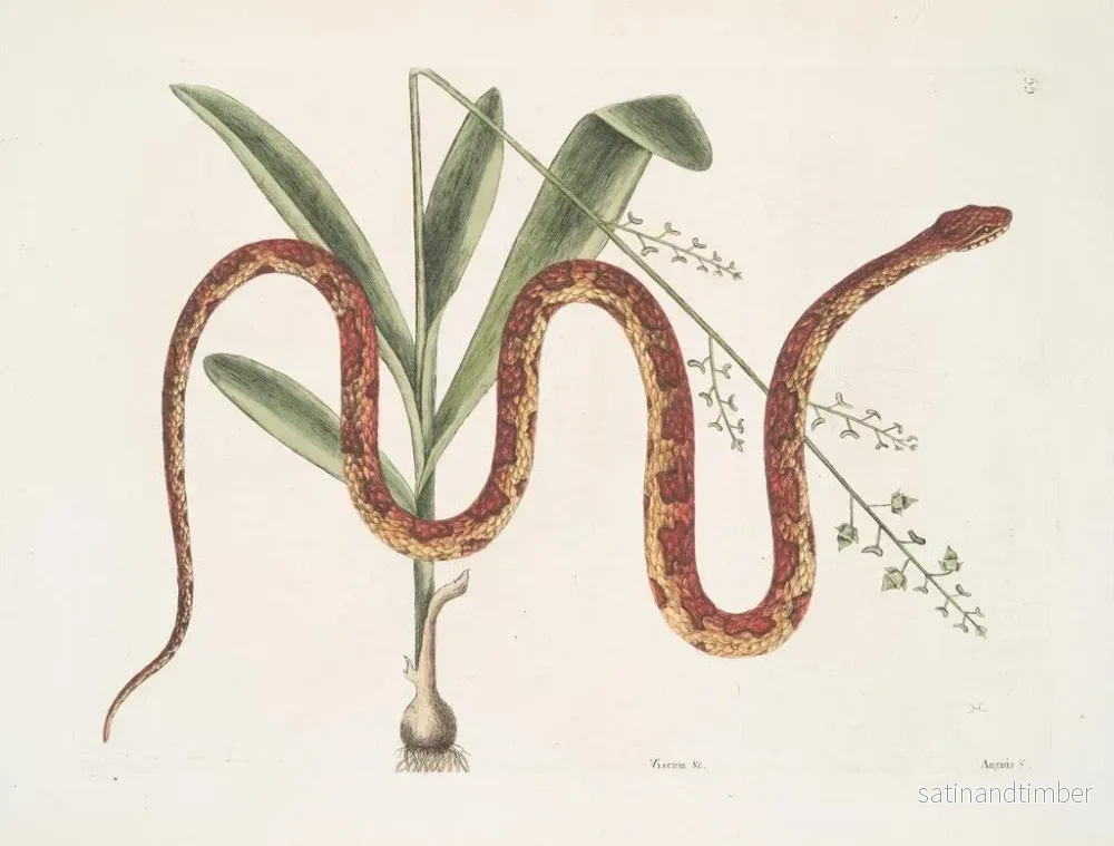 Reproduktion av målningen Viscum c. Anguis c. Det sädesslagsslangen - Mark Catesby - Bild 2