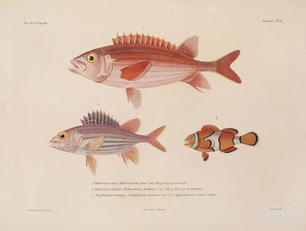 Resa runt världen — plansch 032 — Louis-Isidore Duperrey - Bild 2