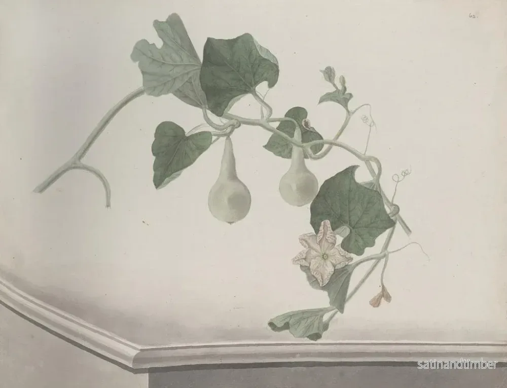 Reproduktion av målningen Histoire naturelle de Saint-Domingue Pl193 - René de Rabi - Bild 2