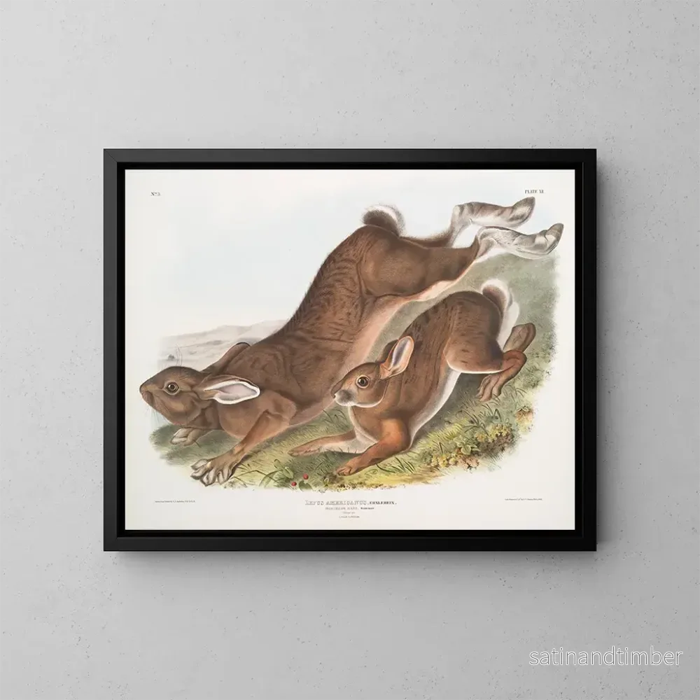 Reproduktion av målningen Lièvre d’Amérique – John Woodhouse Audubon Reproduktion av målningen Lièvre d’Amérique – John Woodhouse Audubon