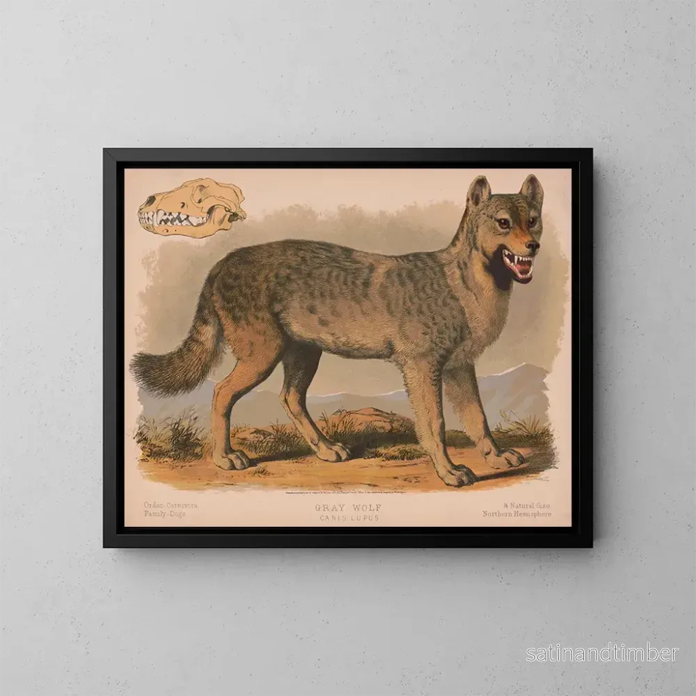 Reproduktion av målningen av grå varg Canis lupus - Louis Prang Co