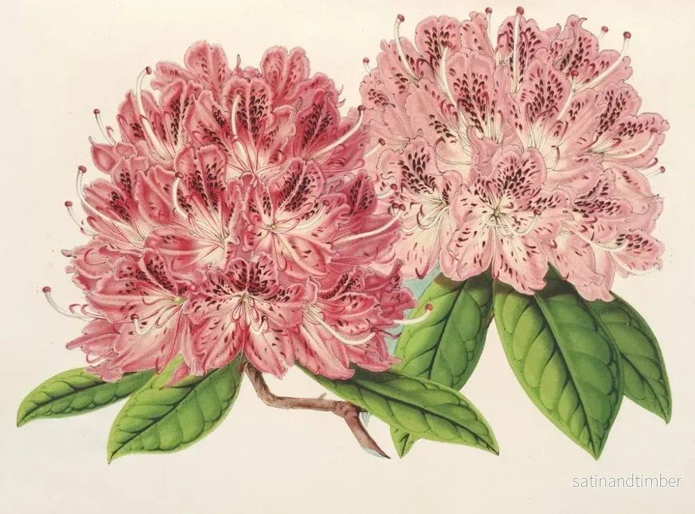 Reproduktion av målningen Rhododendron omniguttatum hybrid - Charles Antoine Lemaire - Bild 2