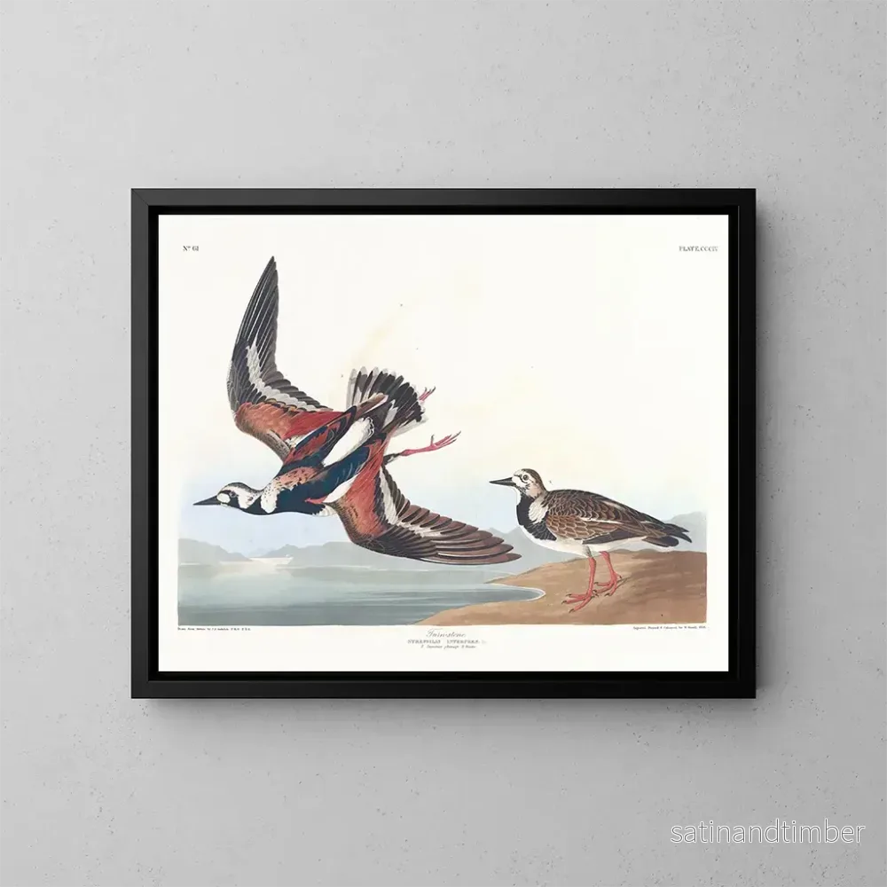 Reproduktion av målningen Bécasseau à collier - John James Audubon