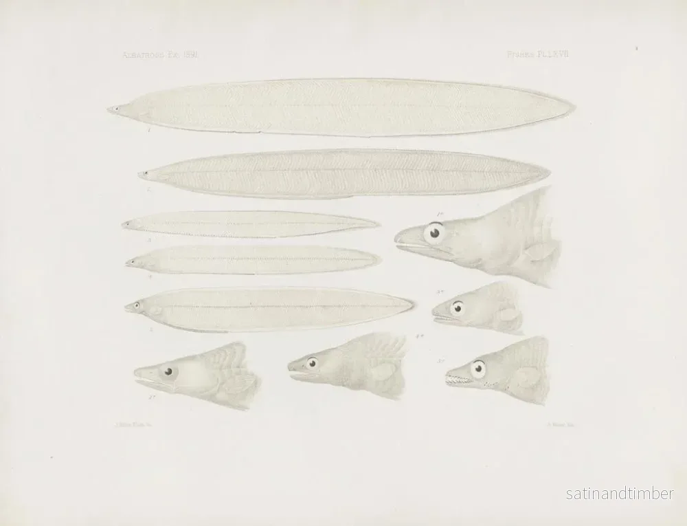 Reproduktion av målningen Mémoires du Muséum de zoologie comparée de Harvard College Pl67 - Musée de Zoologie Comparée de l'Université Harvard - Bild 2