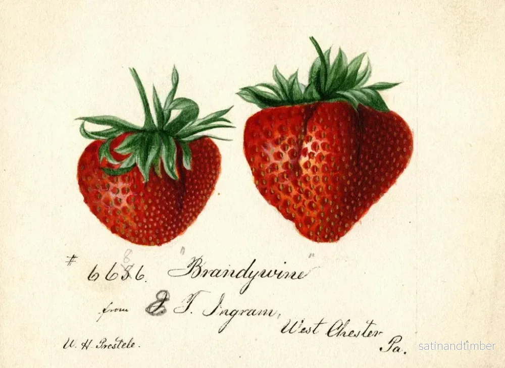 Reproduktion av målningen Fraise Brandywine - Deborah Griscom Passmore - Bild 2