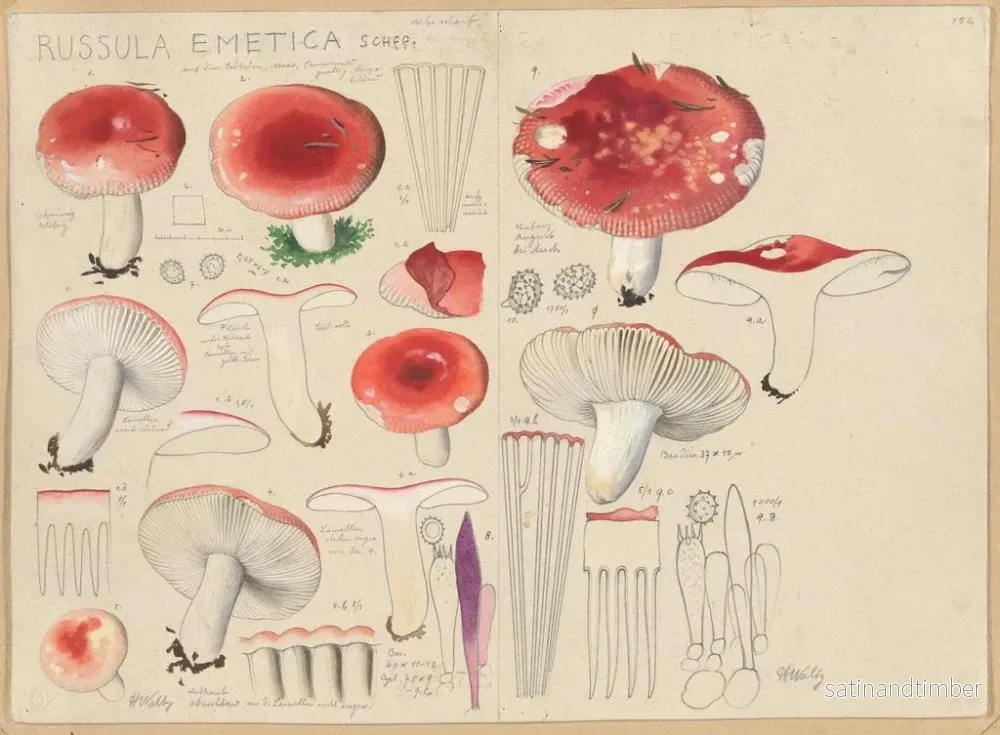 Reproduktion av målningen Russula emetica - Hans Baldung - Bild 2