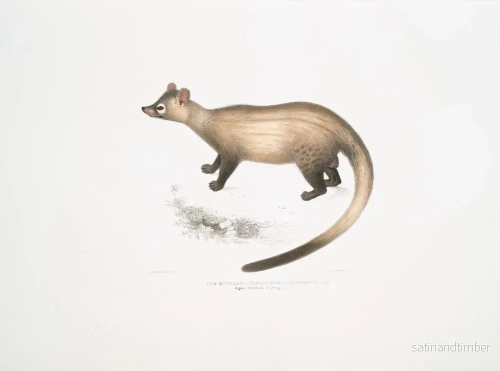 Reproduktion av målningen av Kuttaas Paradoxurus Pennantii:s paradoxa i de övre provinserna i Bengalen - John Edward Gray - Bild 2