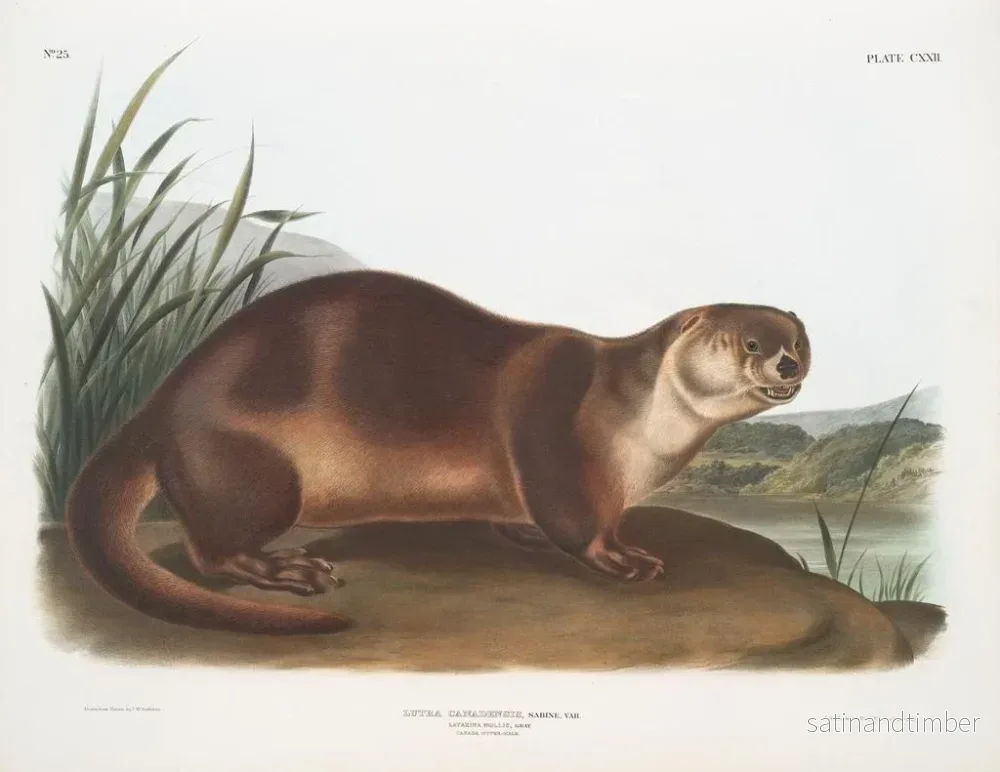Reproduktion av målningen av den manliga lodjuret i Kanada - John Woodhouse Audubon - Bild 2