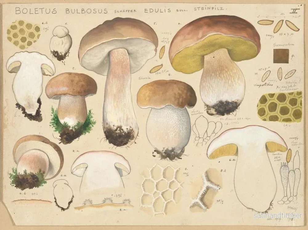 Reproduktion av målningen Boletus bulbosus, ätbar svamp - Hans Baldung - Bild 2