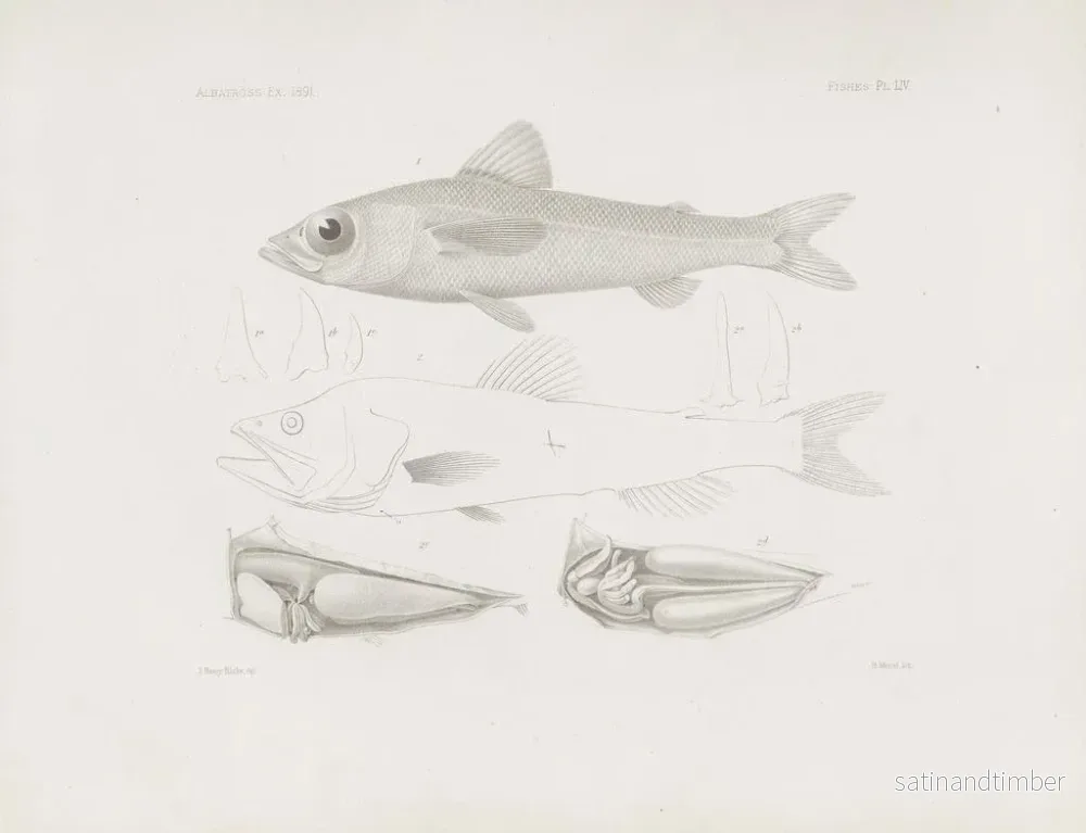 Reproduktion av målningen Mémoires du Muséum de zoologie comparée de l'Université Harvard Pl54 - Musée de Zoologie Comparée de l'Université Harvard - Bild 2