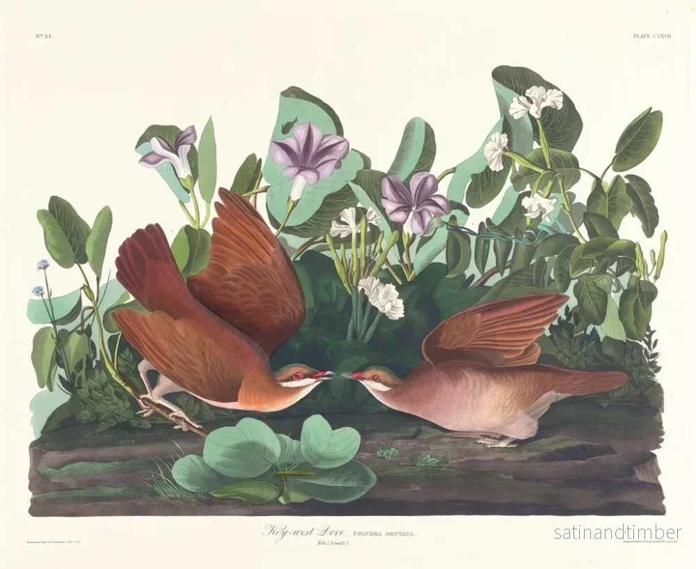Reproduktion av målningen Key West-duva - John James Audubon - Bild 2