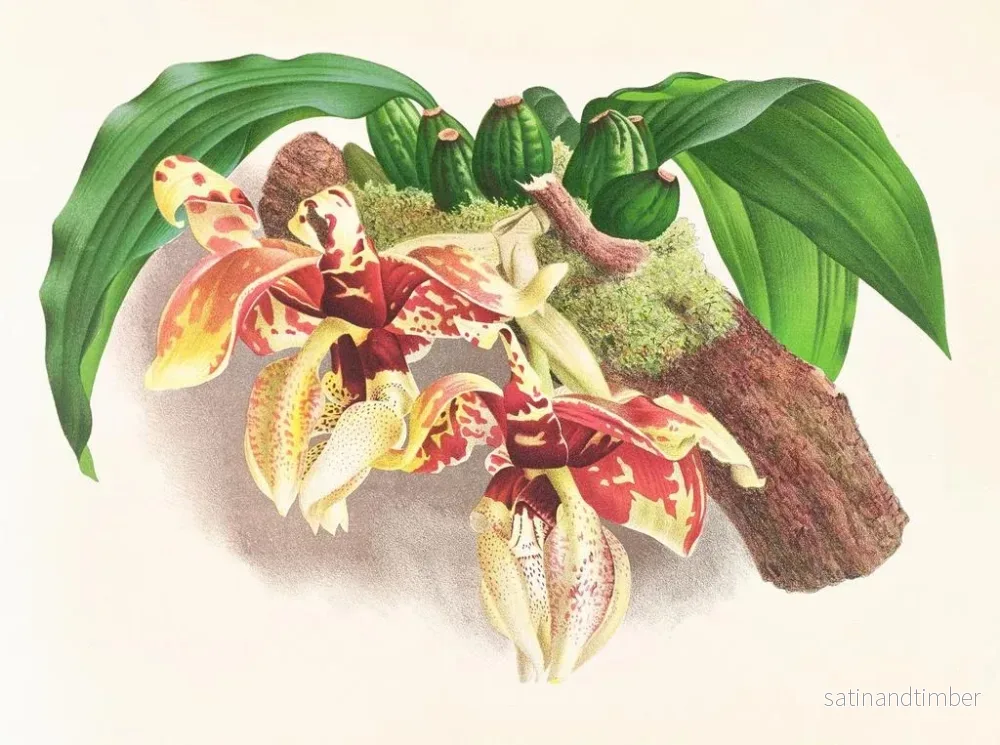 Reproduktion av målningen Stanhopea tigrina - Jean Jules Linden - Bild 2
