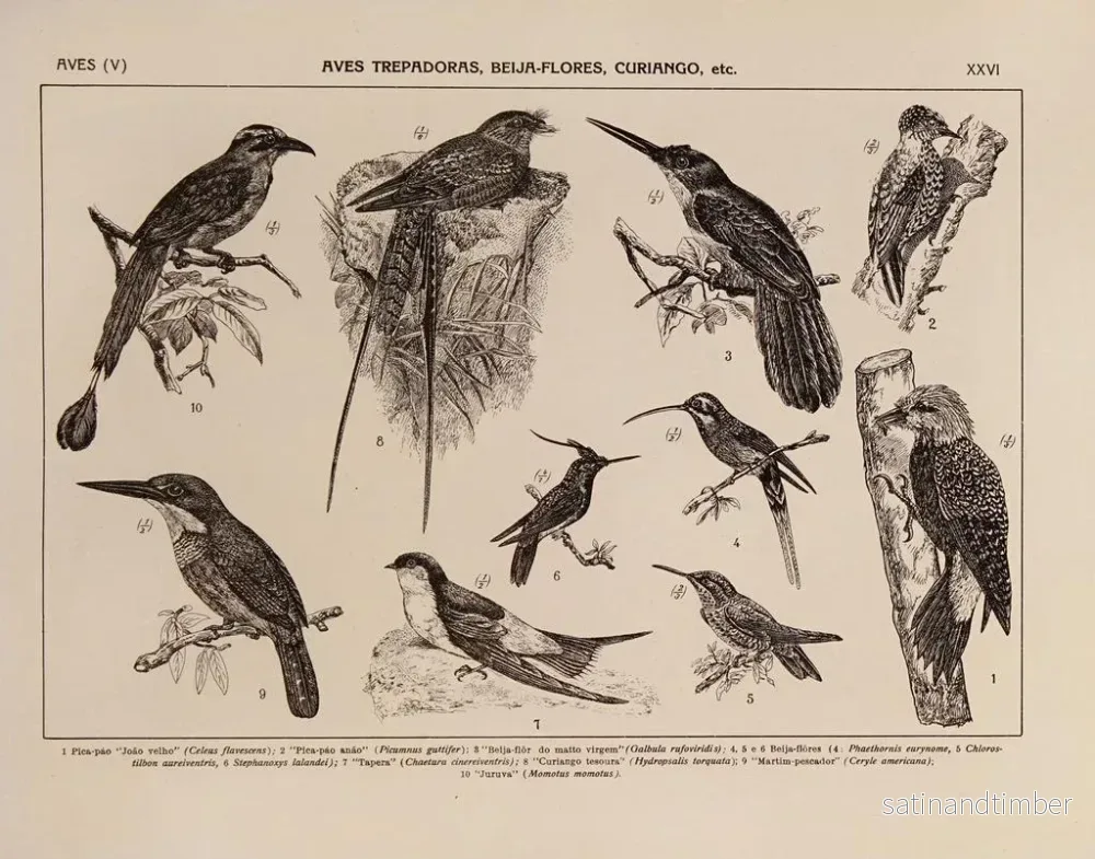 Reproduktion av målningen Atlas de la faune du Brésil Pl26 - Rodolpho von Ihering - Bild 2