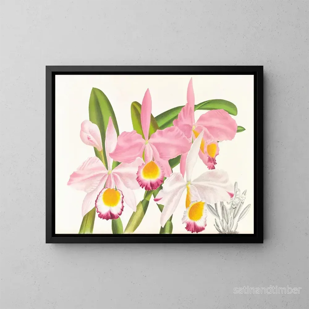 Reproduktion av målningen Cattleya eldorado - Jean Jules Linden