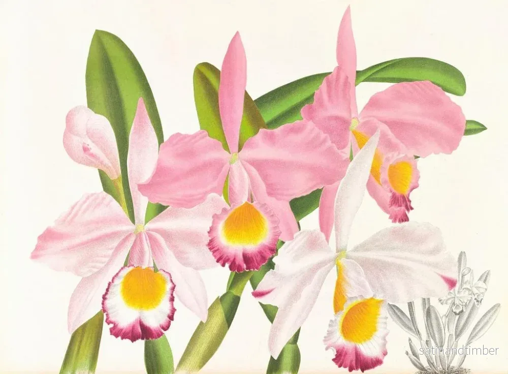 Reproduktion av målningen Cattleya eldorado - Jean Jules Linden - Bild 2