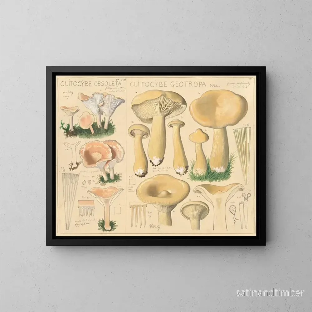 Reproduktion av målningen Clitocybe obsoleta och Clitocybe géotrope - Hans Baldung