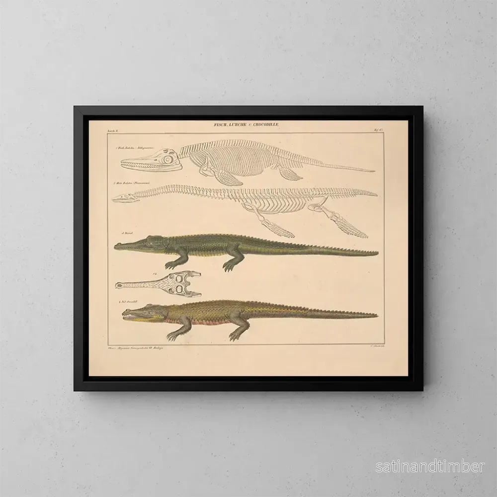 Reproduktion av målningen Illustrationer av den allmänna naturhistorien av Oken för alla tillstånd Pl. 113 - Lorenz Oken