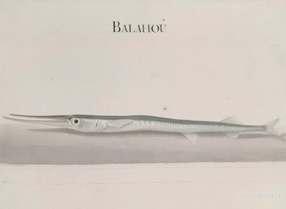 Reproduktion av målningen Histoire naturelle de Saint-Domingue Pl104 - René de Rabi - Bild 2