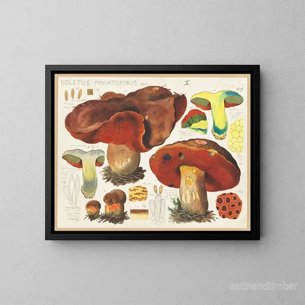 Reproduktion av målningen Boletus miniatoporus – Hans Baldung Reproduktion av målningen Boletus miniatoporus – Hans Baldung