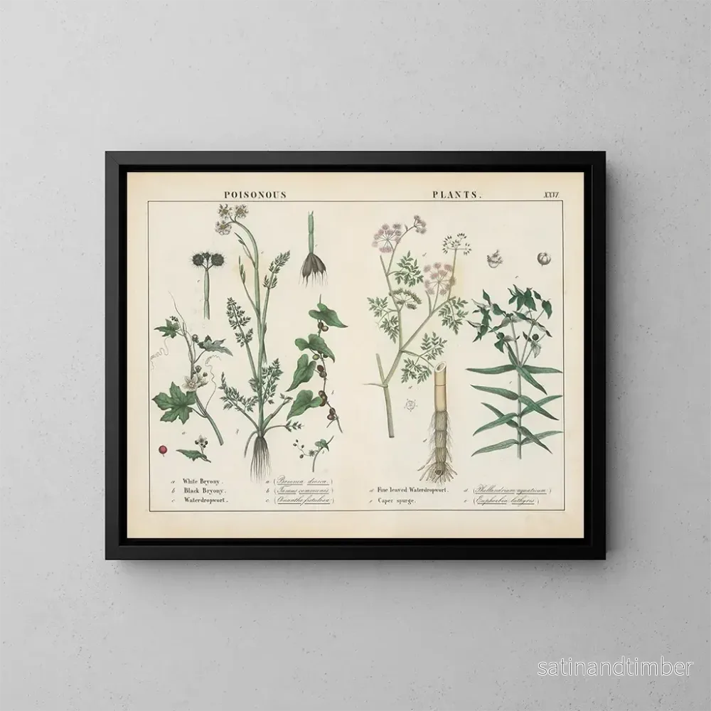Reproduktion av målningen av giftiga växter: Bryony, vattennejlika, kapereuphorbia - Charlotte Mary Yonge