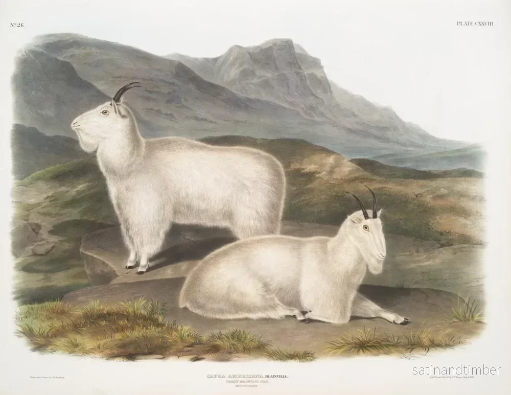 Reproduktion av målningen av Rocky Mountain get, hane och hona - John Woodhouse Audubon - Bild 2