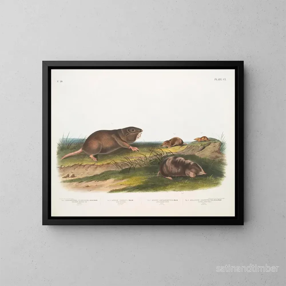 Reproduktion av målningen av sydlig fick-råtta, Dekays myskoxe - John Woodhouse Audubon