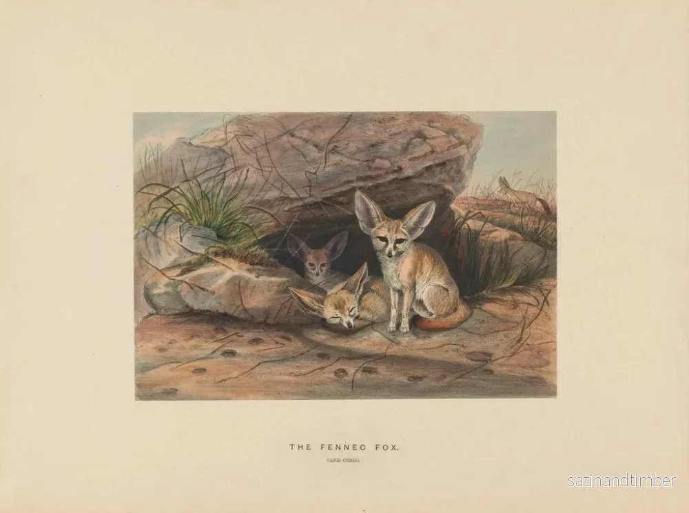 Reproduktion av målningen Le fennec - Joseph Wolf - Bild 2